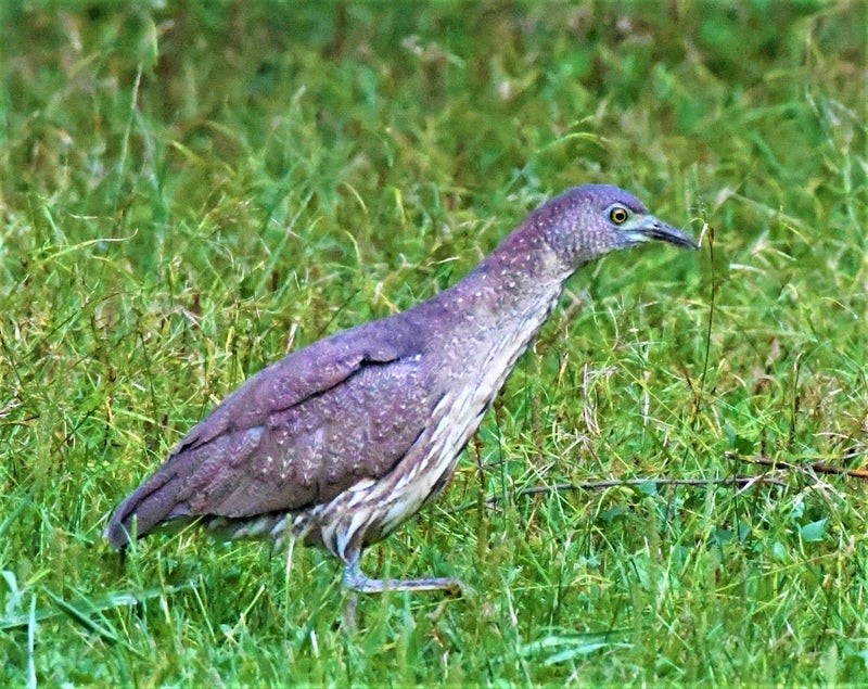 Japanese Night Heron - ML638053301