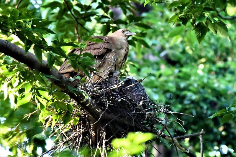 Japanese Night Heron - ML638053302