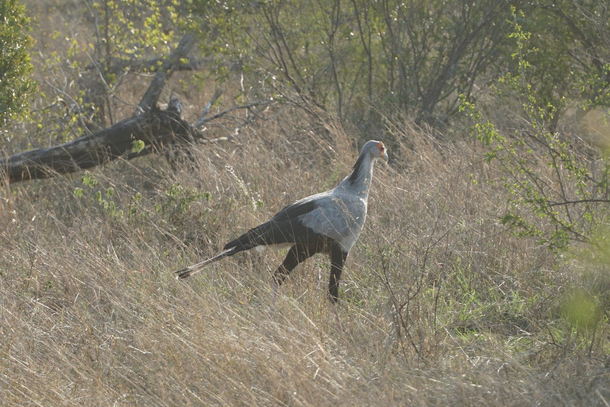 Secretarybird - ML638053315