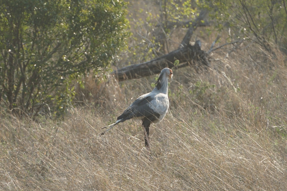 Secretarybird - ML638053317