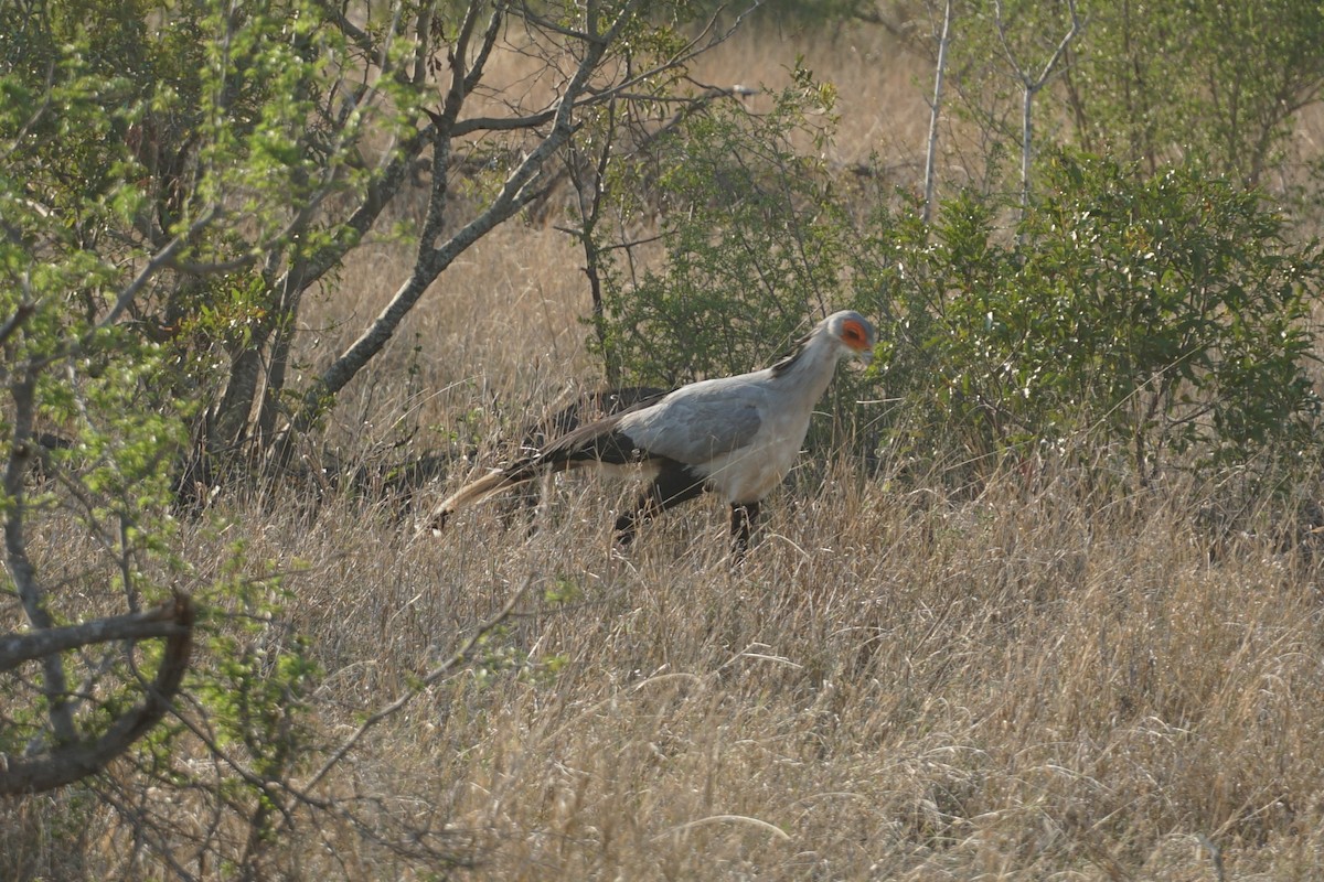 Secretarybird - ML638053318