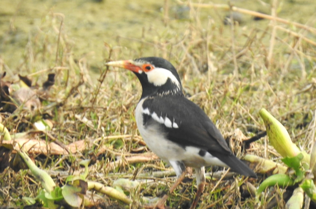 Indian Pied Starling - ML638053337