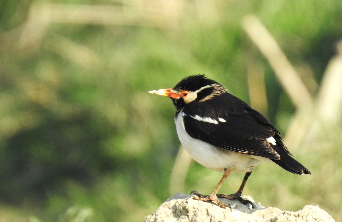 Indian Pied Starling - ML638053338