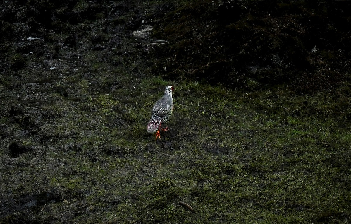 Blood Pheasant - ML638053341