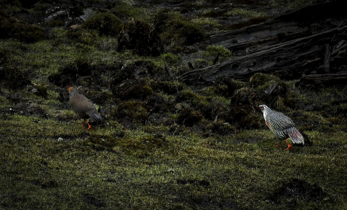 Blood Pheasant - ML638053342
