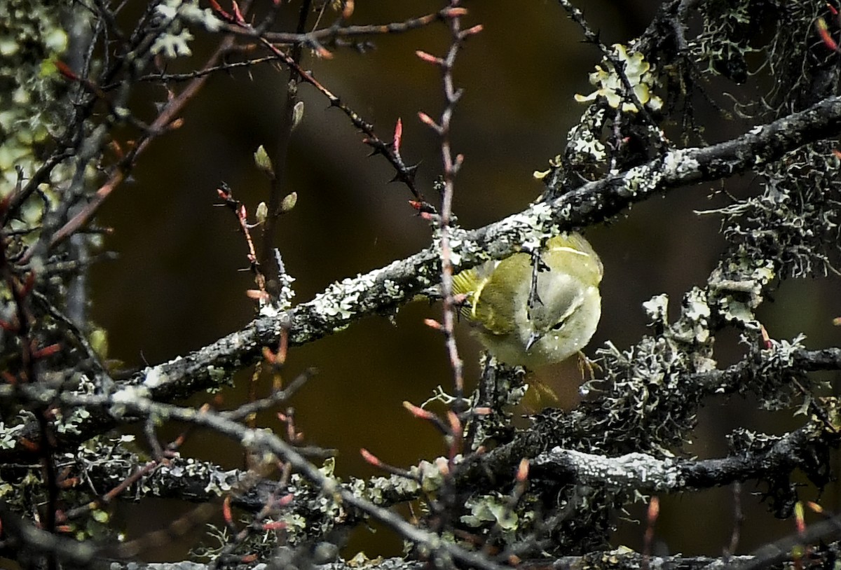 Buff-barred Warbler - ML638053352