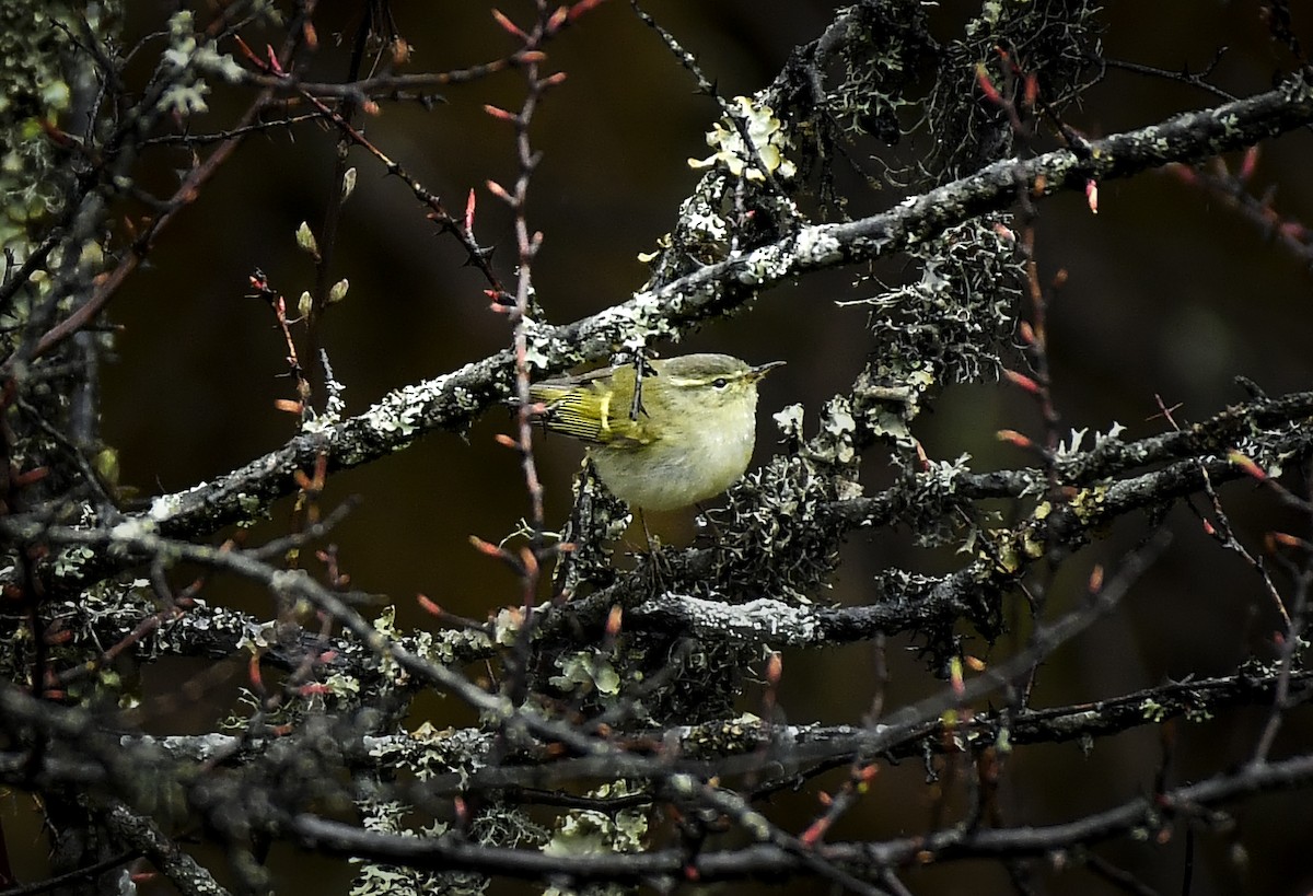 Buff-barred Warbler - ML638053353