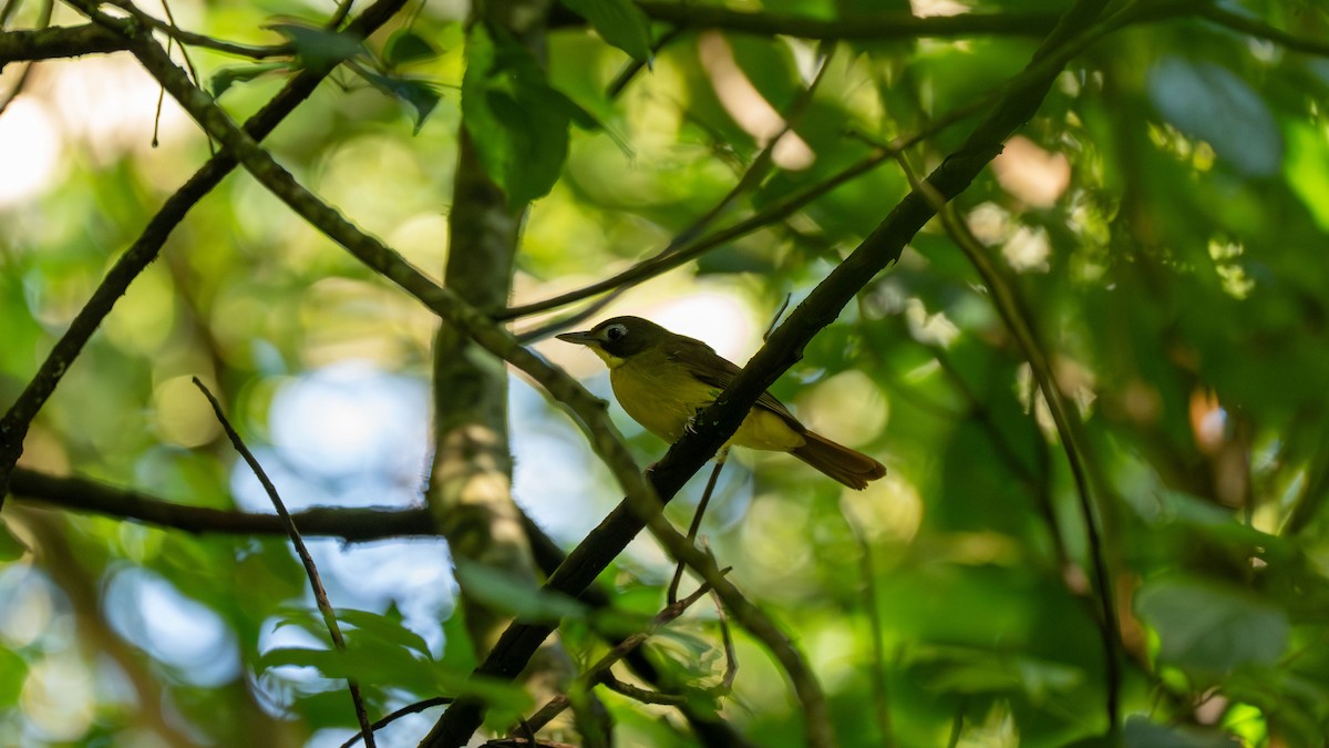 Red-tailed Bristlebill - ML638053362