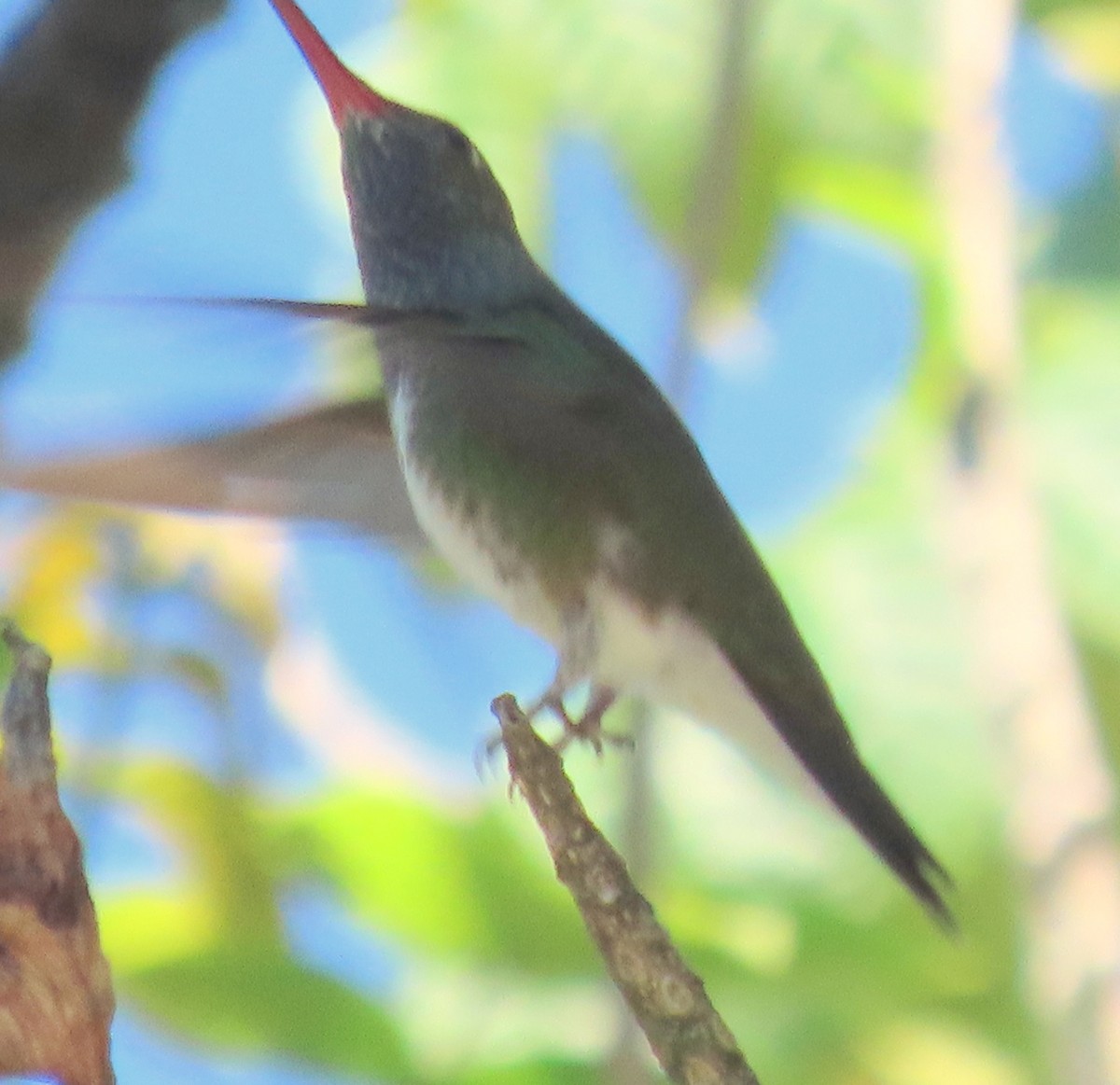 Glittering-throated Emerald - ML638053375