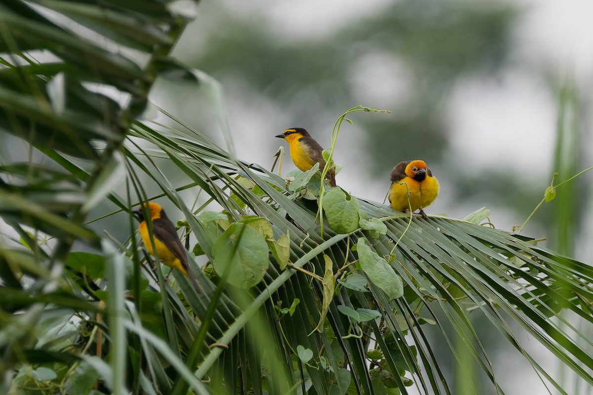 Black-necked Weaver - ML638053381