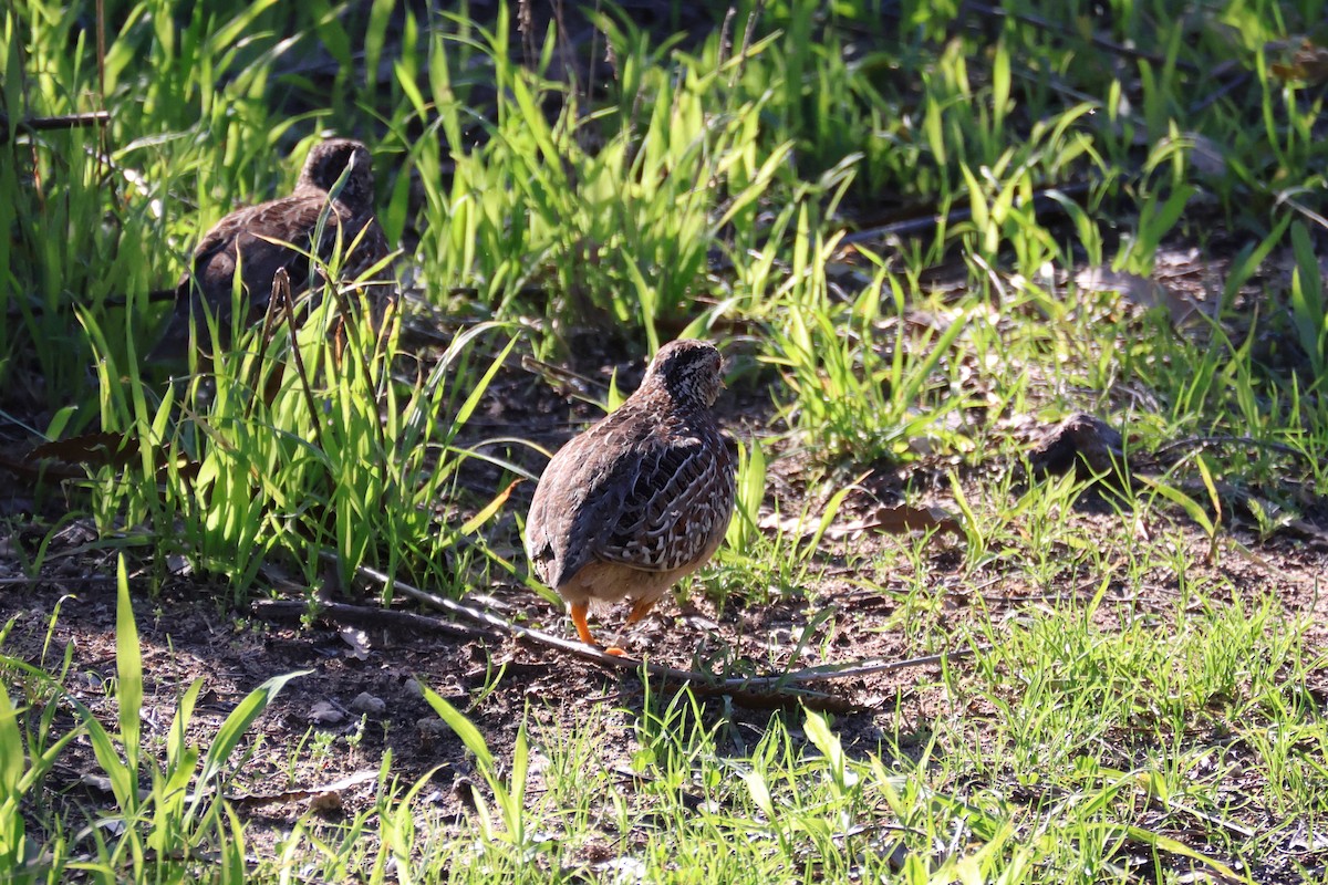 Painted Buttonquail - ML638053390