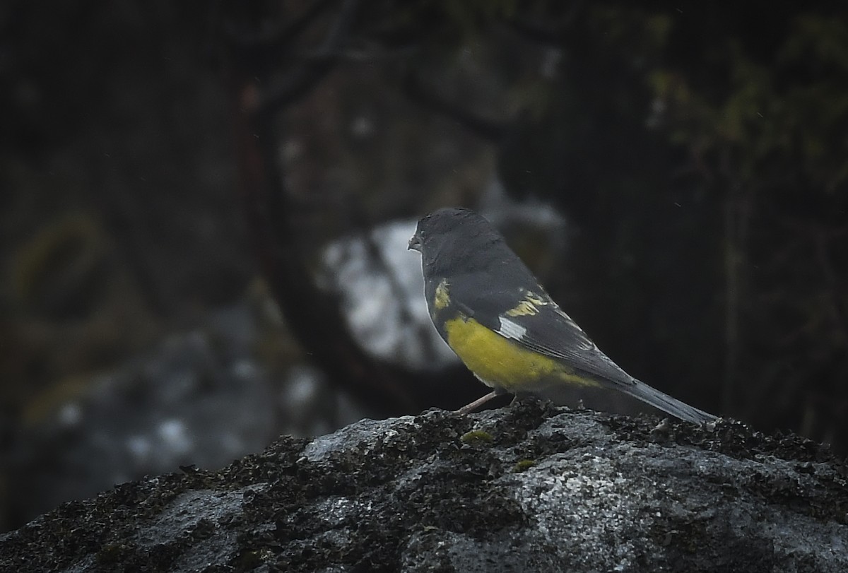 White-winged Grosbeak - ML638053393