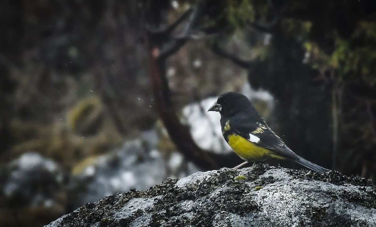 White-winged Grosbeak - ML638053394