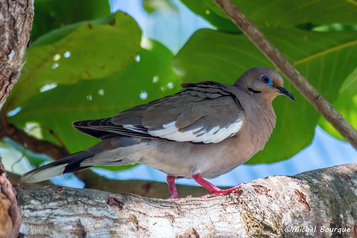 White-winged Dove - ML638053398