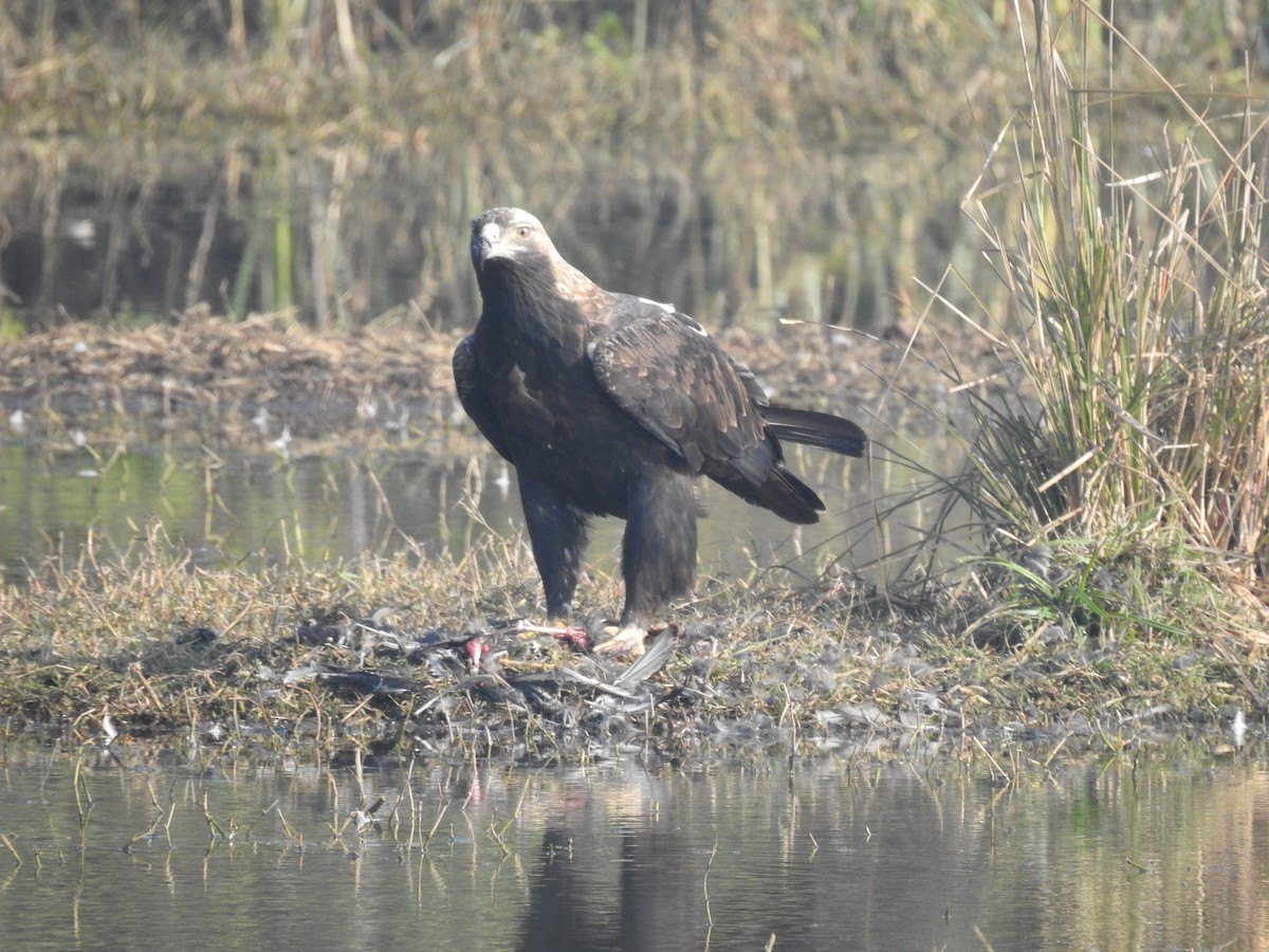 Aigle impérial - ML638053430