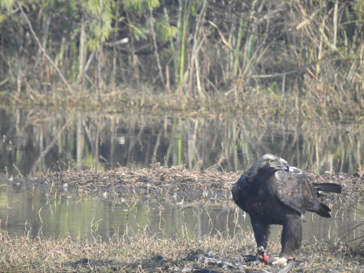 Aigle impérial - ML638053431