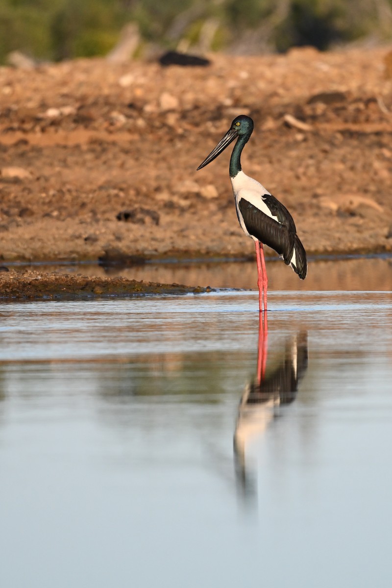 Black-necked Stork - ML638053445