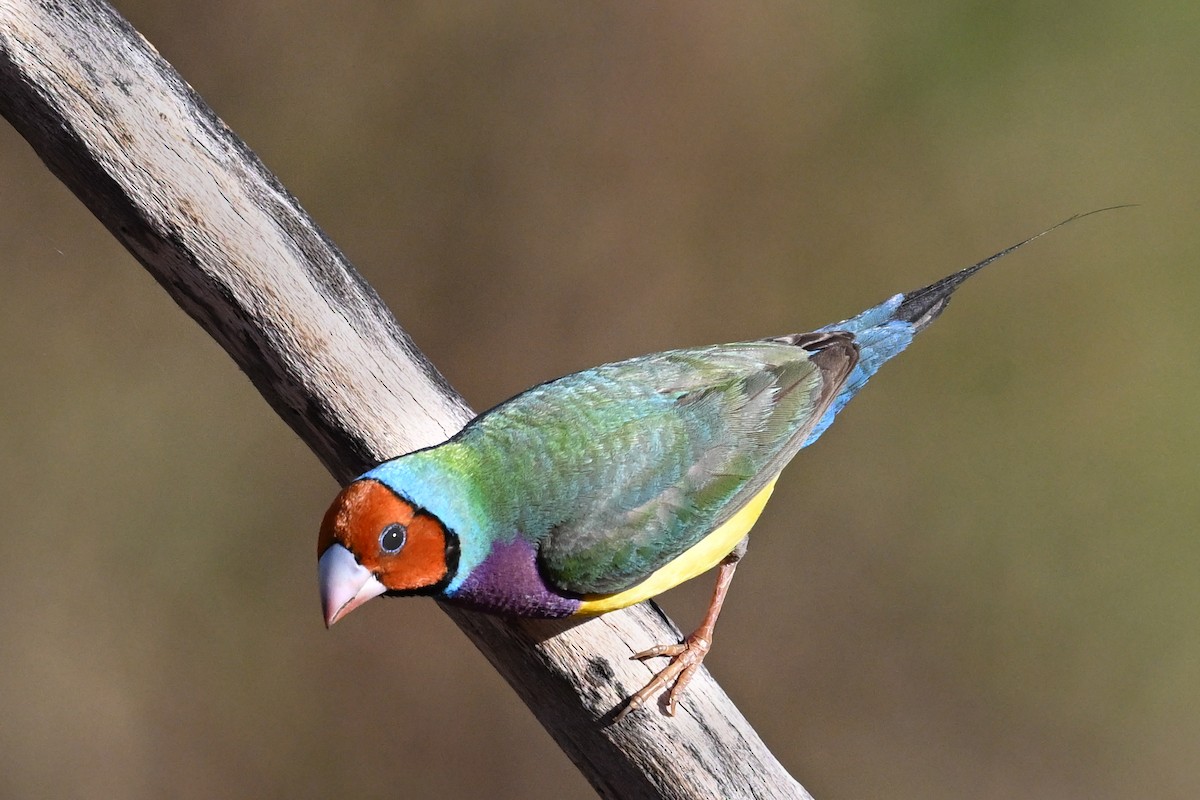 Gouldian Finch - ML638053497