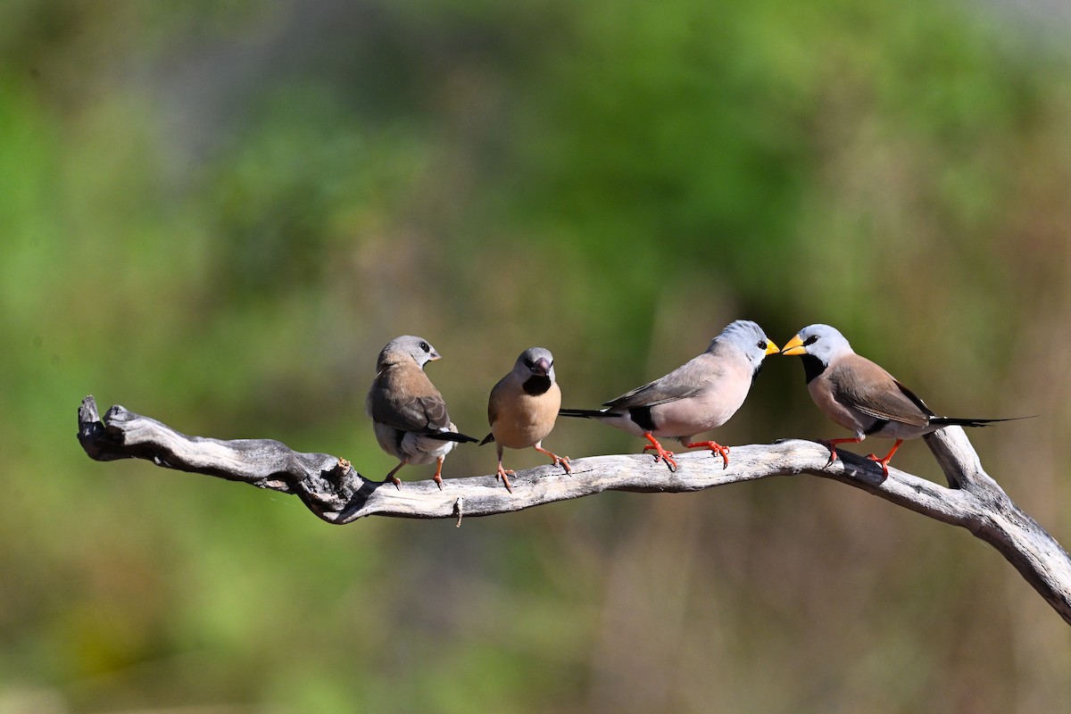 Long-tailed Finch - ML638053499