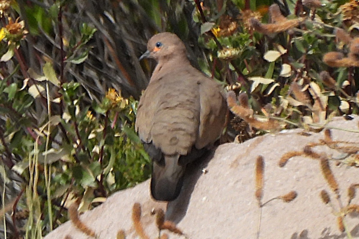 Black-winged Ground Dove - ML638053512