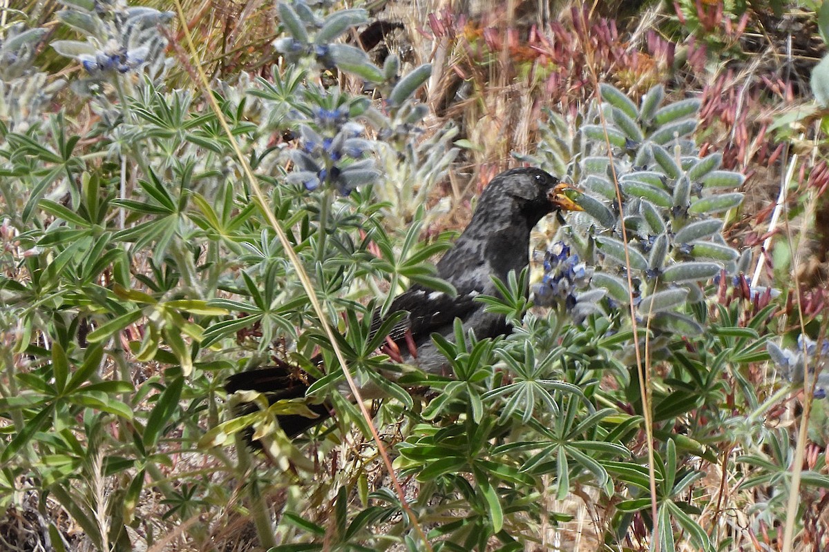 Mourning Sierra Finch - ML638053517