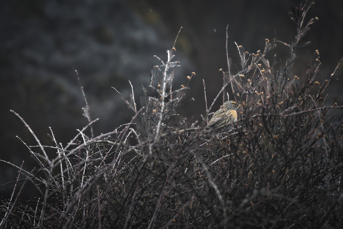 Rufous-breasted Accentor - ML638053528