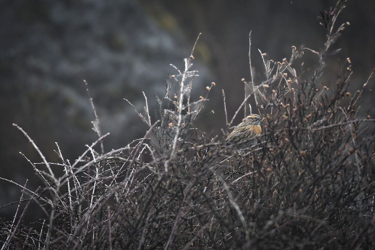 Rufous-breasted Accentor - ML638053529