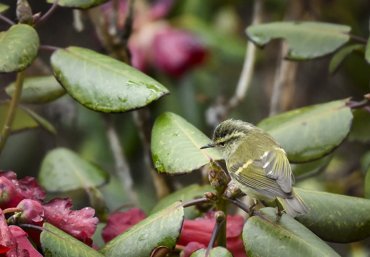 Buff-barred Warbler - ML638053532