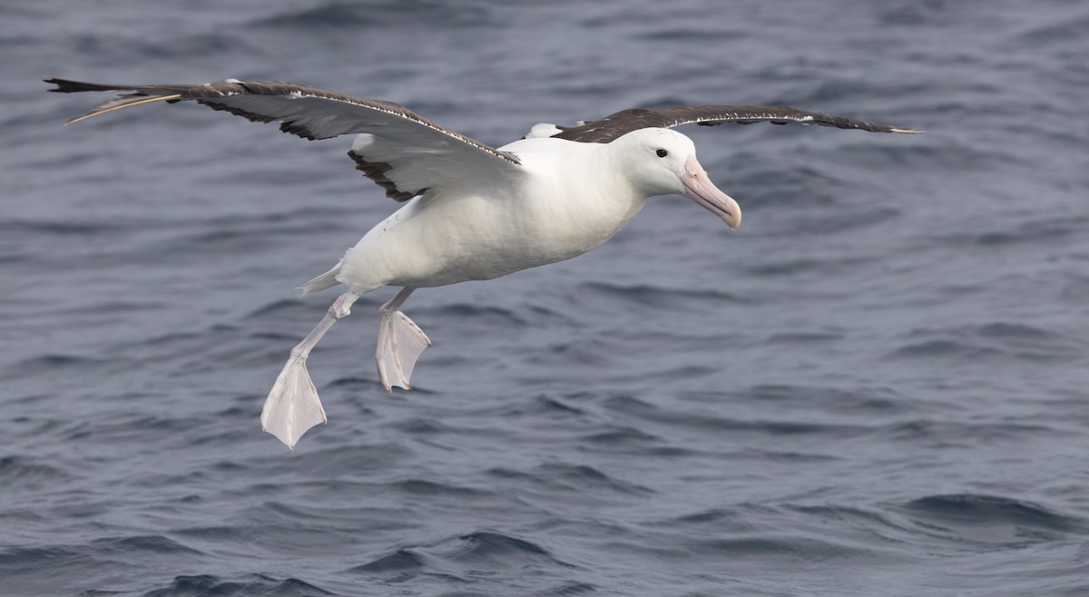 Northern Royal Albatross - ML638053550