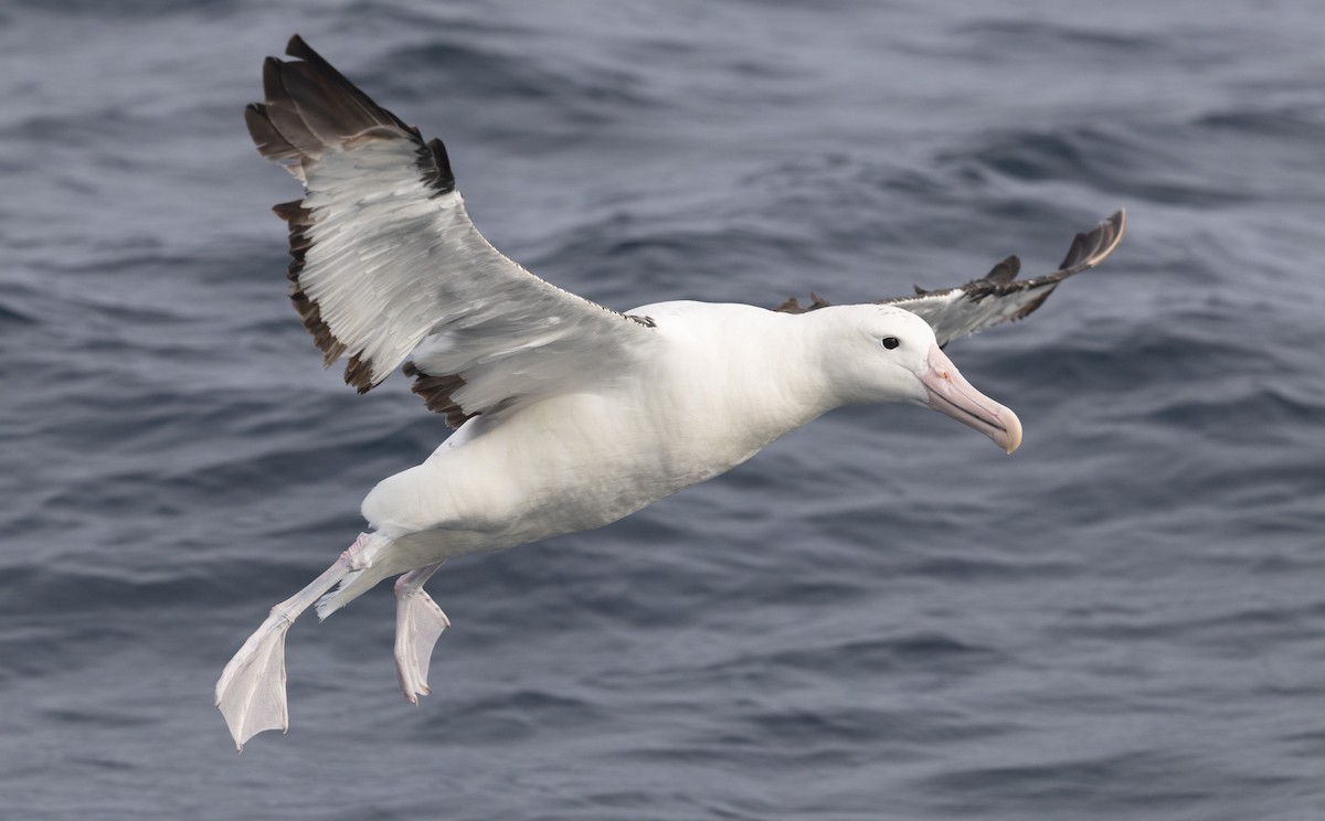 Northern Royal Albatross - ML638053551
