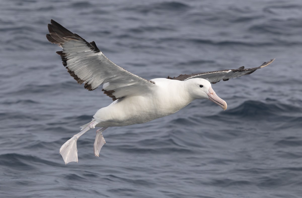 Northern Royal Albatross - ML638053552