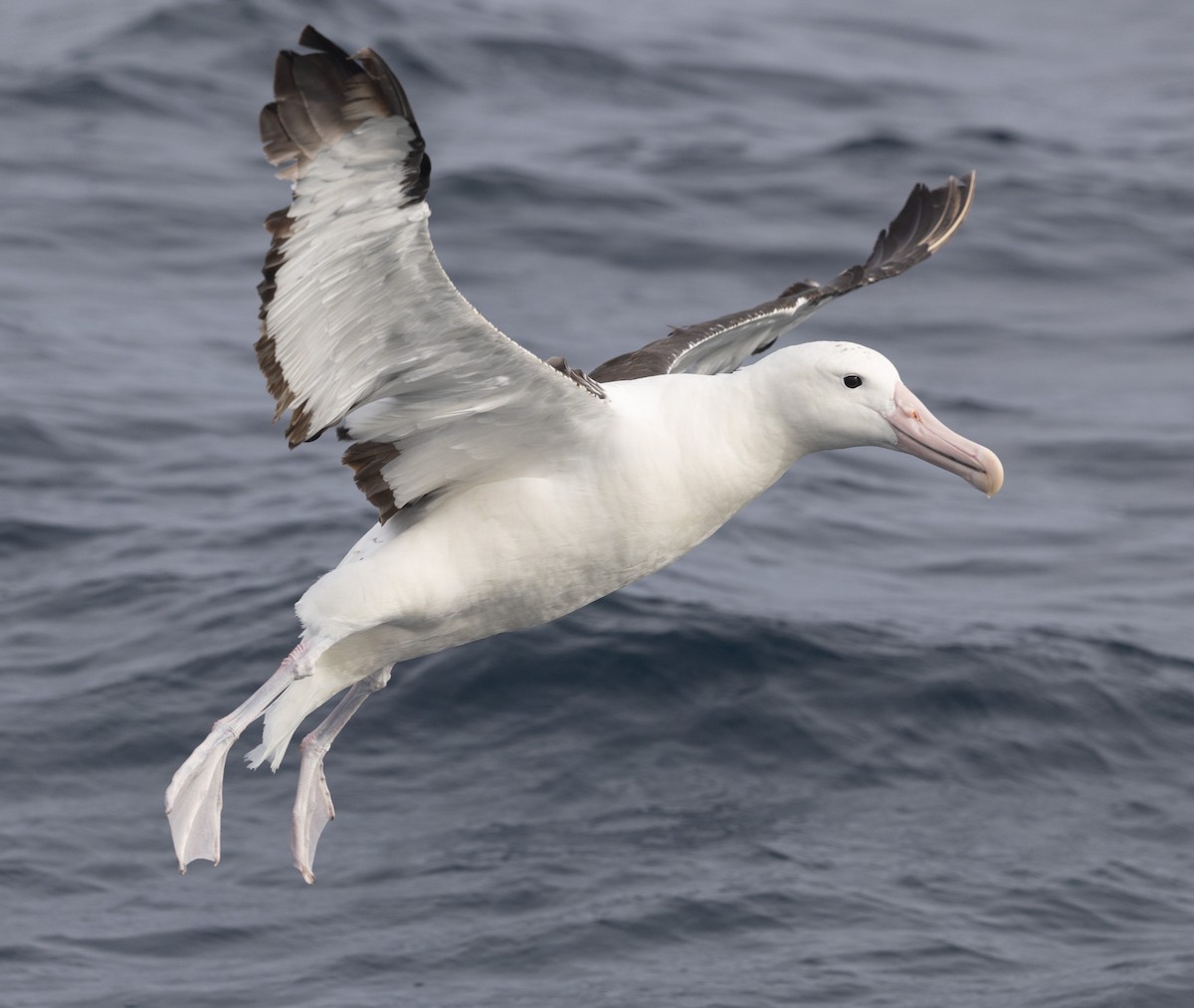 Northern Royal Albatross - ML638053553