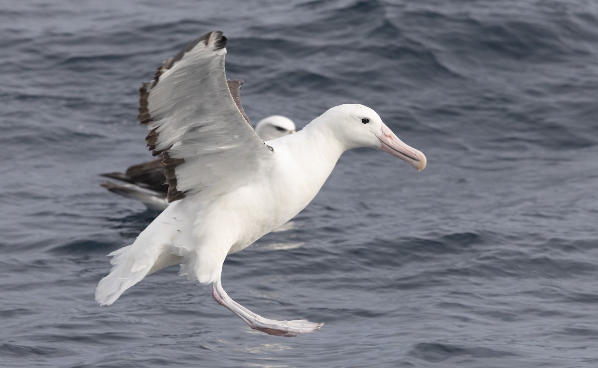 Northern Royal Albatross - ML638053554
