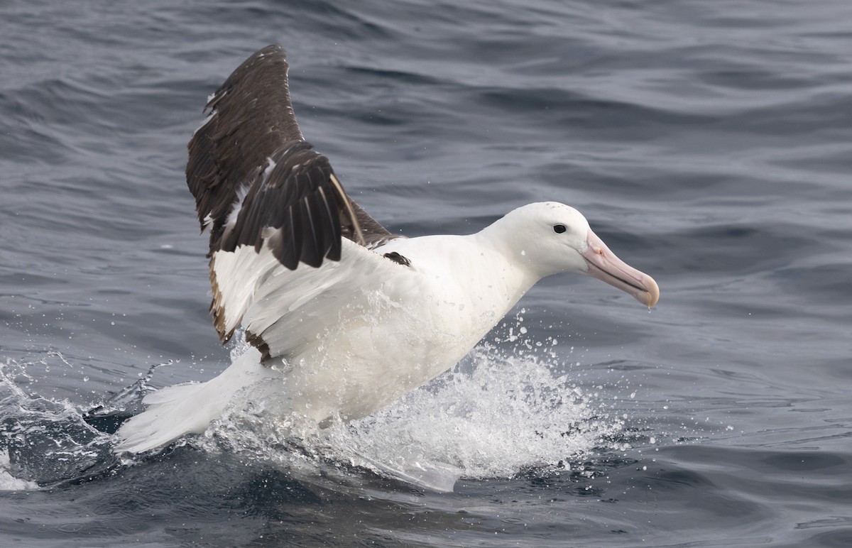 Northern Royal Albatross - ML638053555