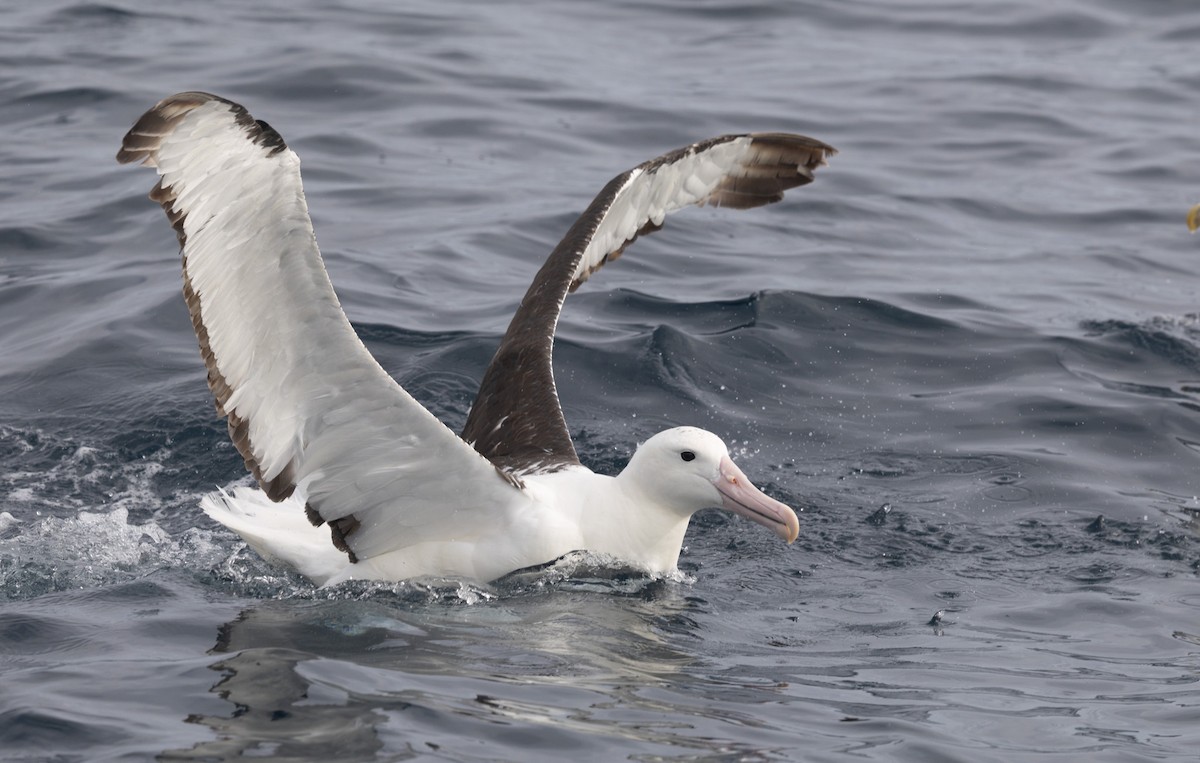 Northern Royal Albatross - ML638053556