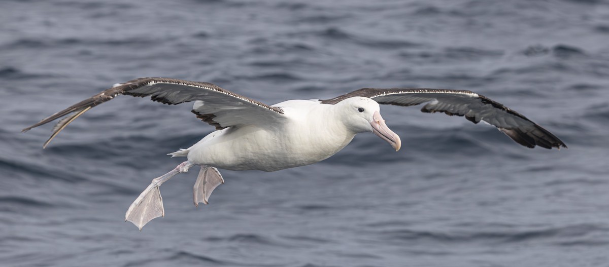 Northern Royal Albatross - ML638053557