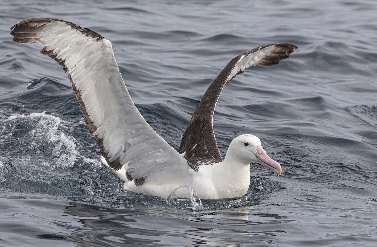 Northern Royal Albatross - ML638053558