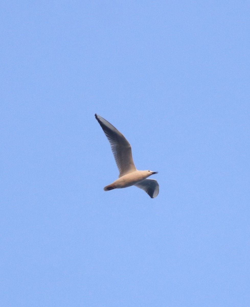 Slender-billed Gull - ML638053566