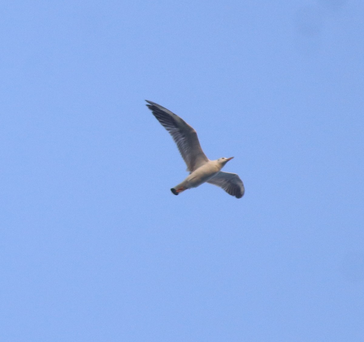 Slender-billed Gull - ML638053567