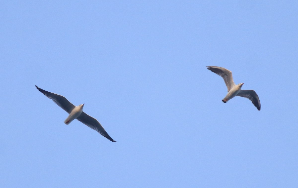 Slender-billed Gull - ML638053570