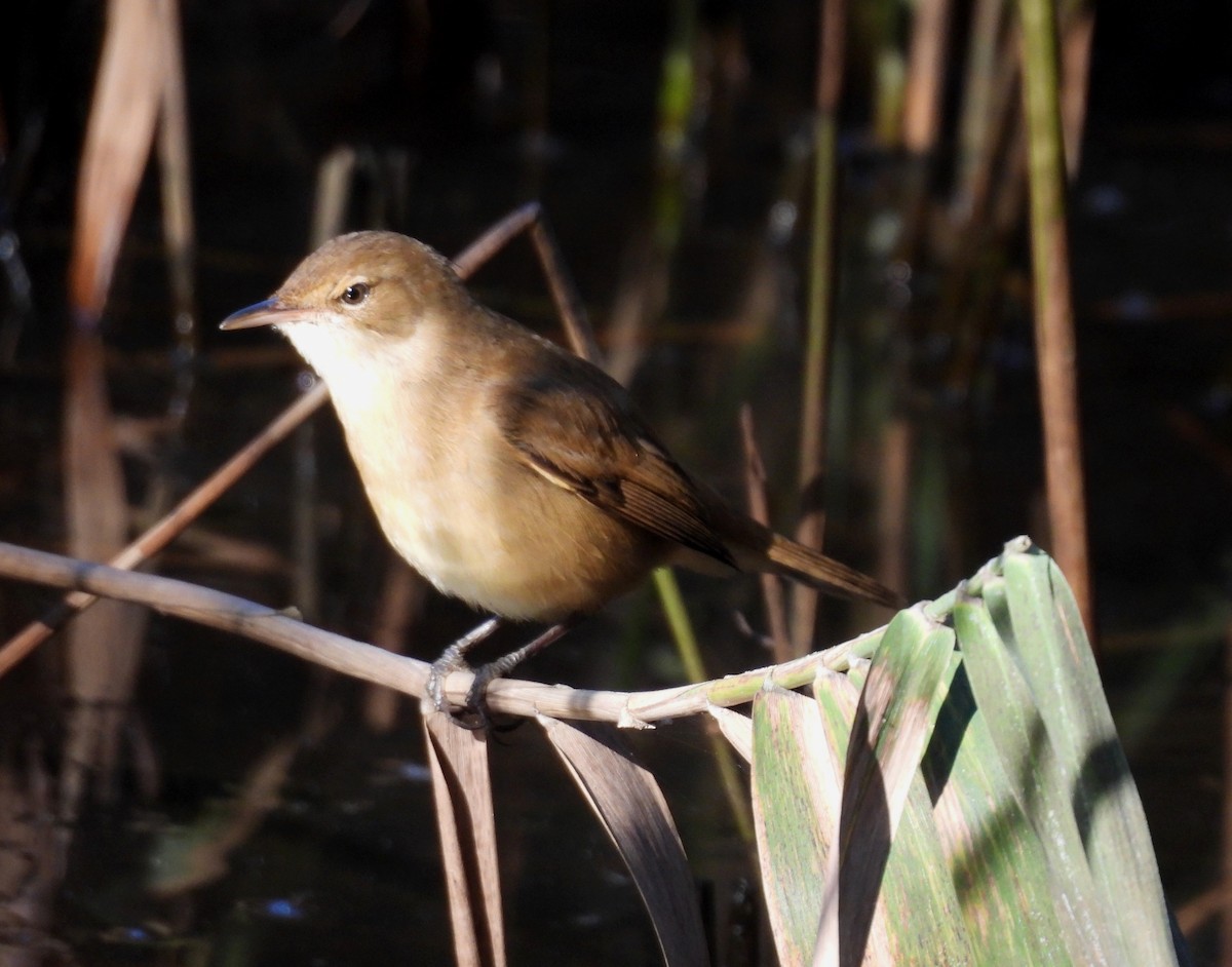 Australian Reed Warbler - ML638053572