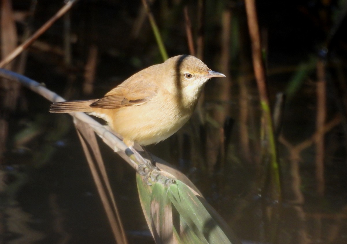 Australian Reed Warbler - ML638053574