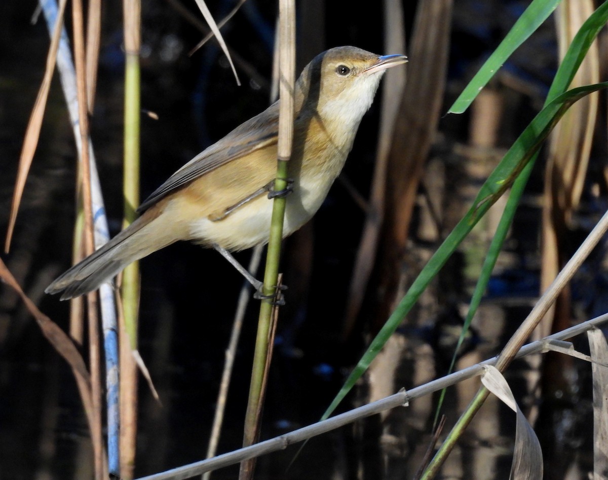 Australian Reed Warbler - ML638053582