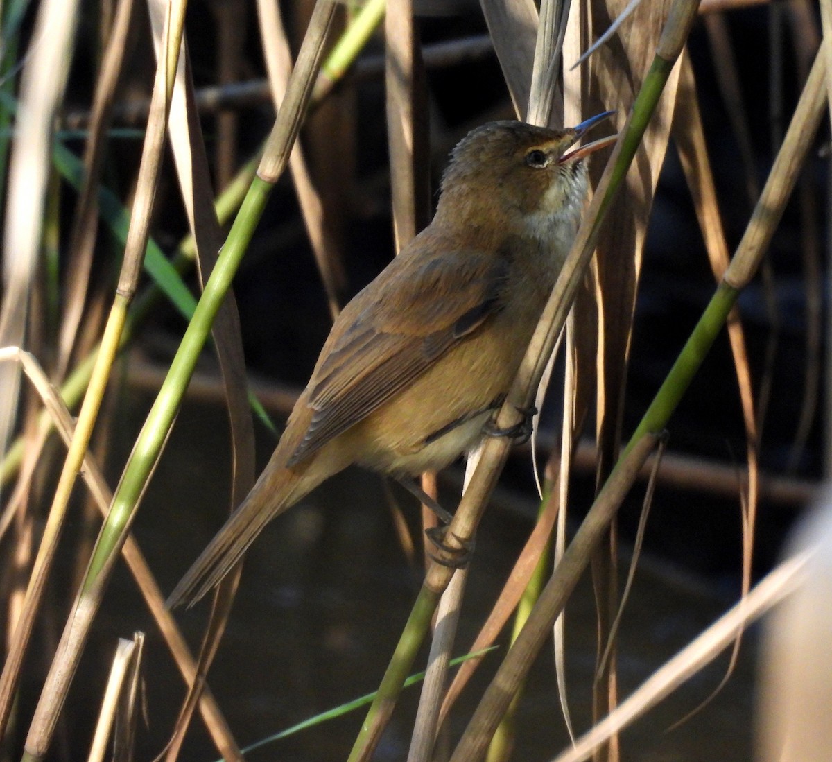 Australian Reed Warbler - ML638053601