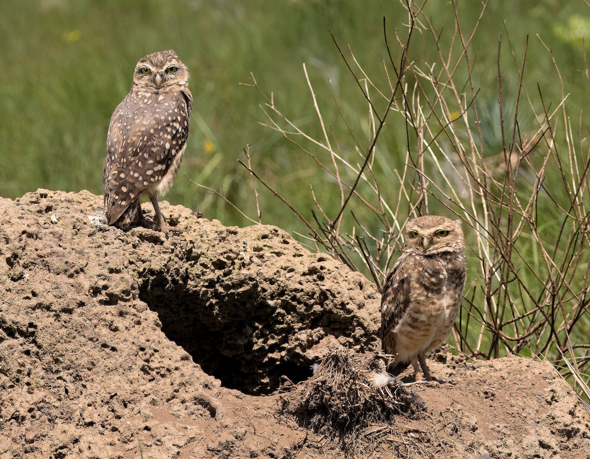 Burrowing Owl - ML638053644
