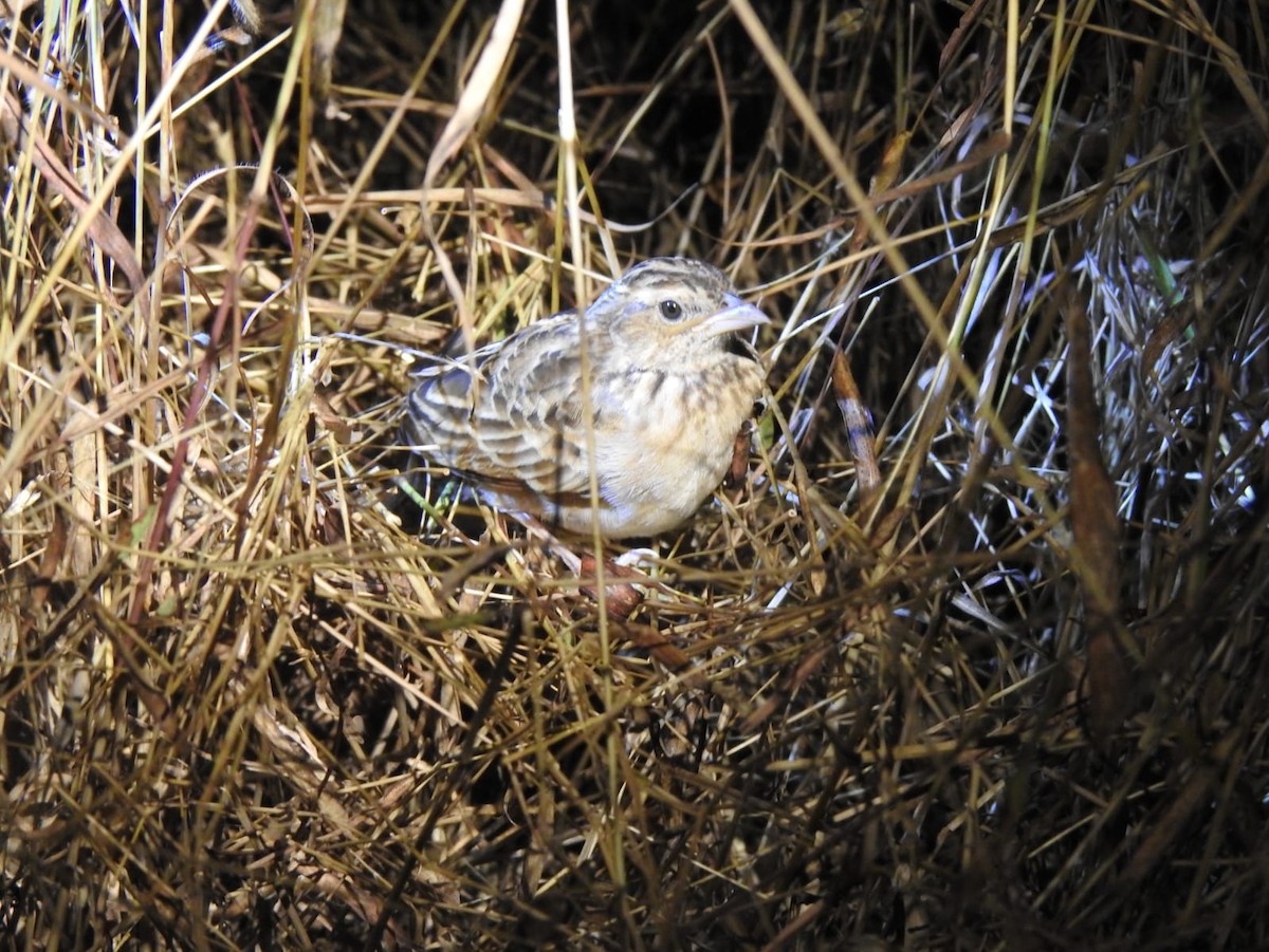 Singing Bushlark - ML638053653