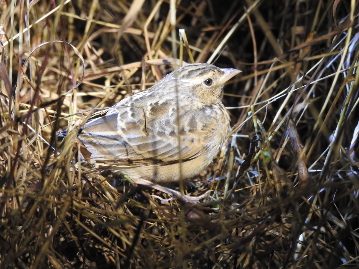 Singing Bushlark - ML638053654
