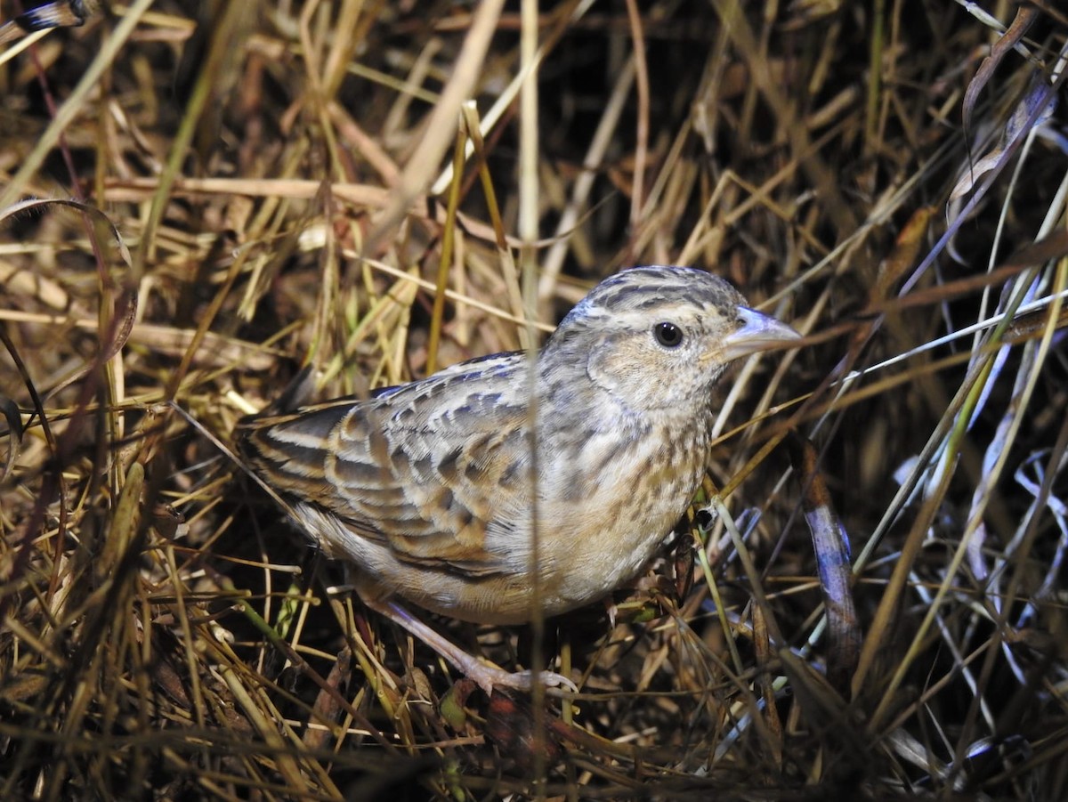 Singing Bushlark - ML638053657