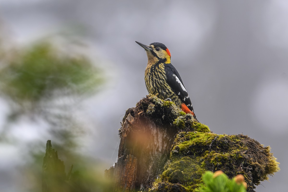Darjeeling Woodpecker - ML638053674