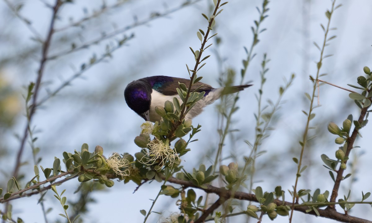 Eastern Violet-backed Sunbird - ML638053714